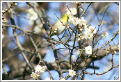 Ume (Japanese plum) blossoms