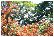 Camphor tree and Pyracantha (Fire thorn)